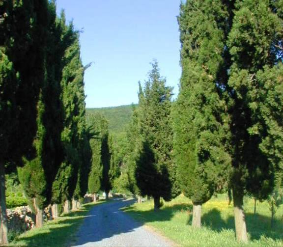 Agriturismo Natura E Salute San Gimignano Eksteriør bilde