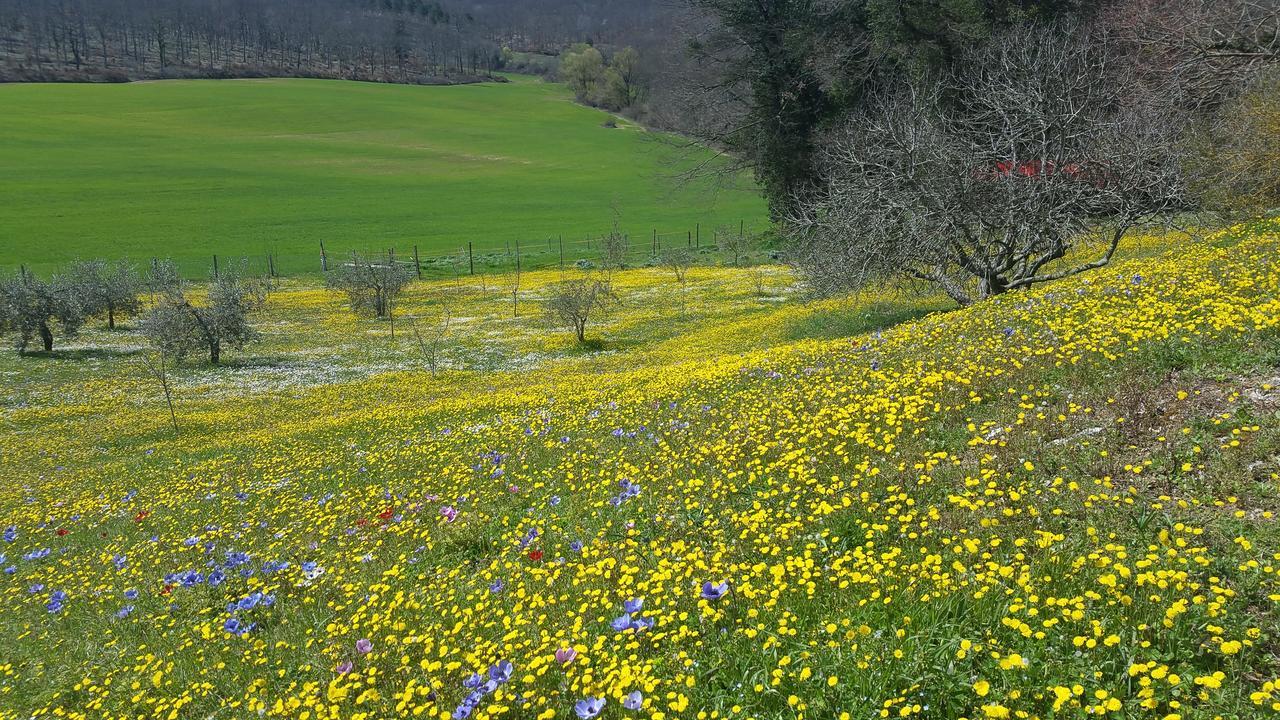 Agriturismo Natura E Salute San Gimignano Eksteriør bilde